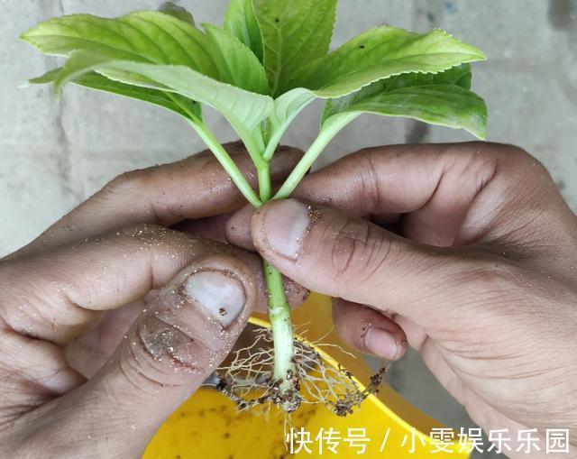 成活率|4种漂亮花，5月快扦插，20天生根，残枝别浪费