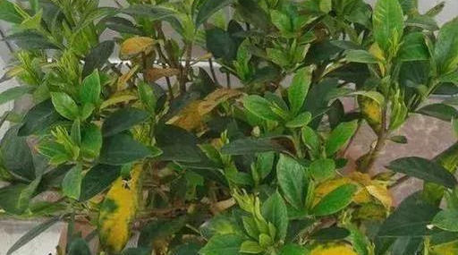 这几种“小药片”可别扔了，放水里搅一搅，促生根开花还能防烂根