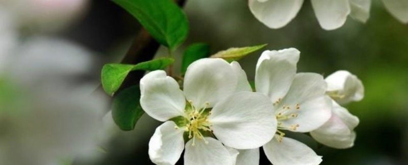 春日#秦观很有韵味的一首诗，苏轼读了都为之倾倒，不失为难得的佳作！