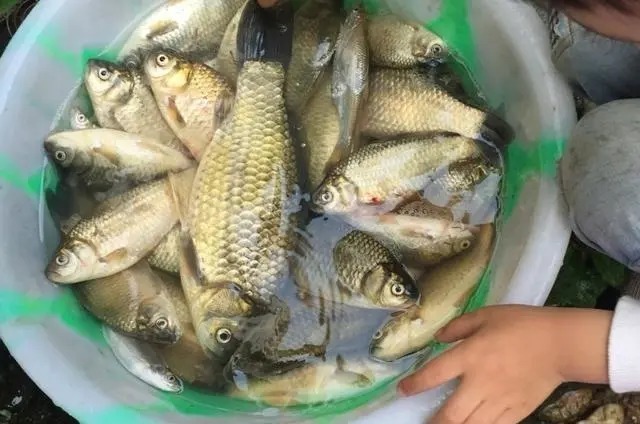 冷天垂钓大板鲫时,可供钓友选用的2种特色钓法