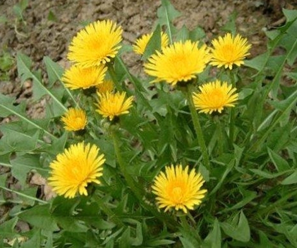 平肝降火|蒲公英的“黄金搭档”,坚持1周泡水喝,平肝降火,胃也舒坦了!