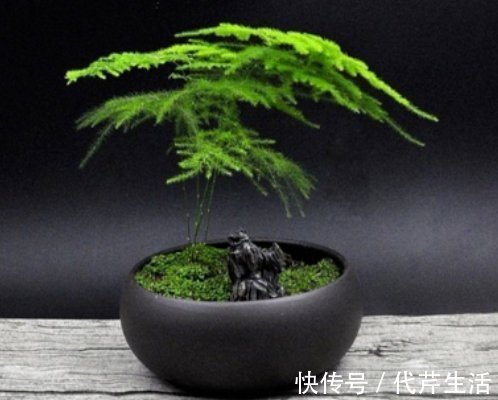 朝南阳台|养好文竹掌握4个要点，轻松告别干尖黄叶，郁郁葱葱一大丛