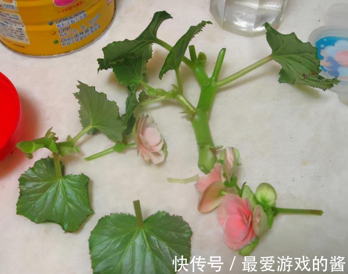 适合10月扦插的“5种花”，喜欢不要花钱买，几根枝条就能插一盆