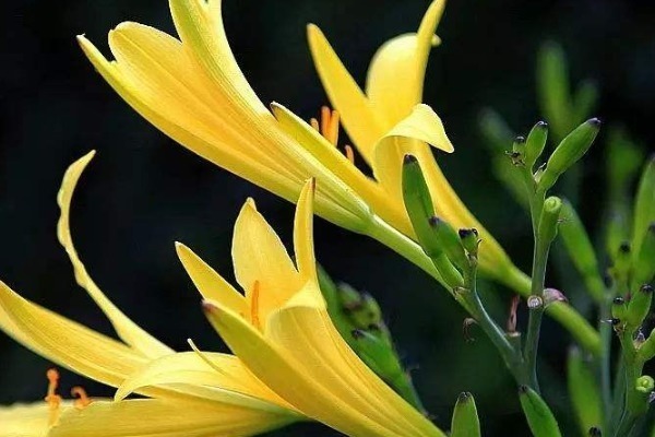 玉米|湿气太重排不出来多吃以下食物,排出湿毒,体重慢慢降下