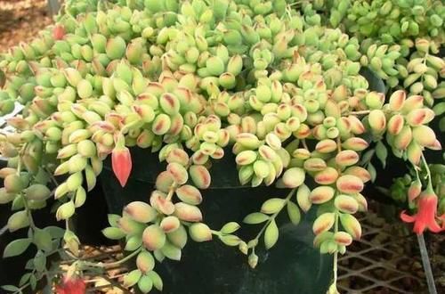 养多肉达摩福娘，了解掌握几个要点，造型漂亮，香味浓郁