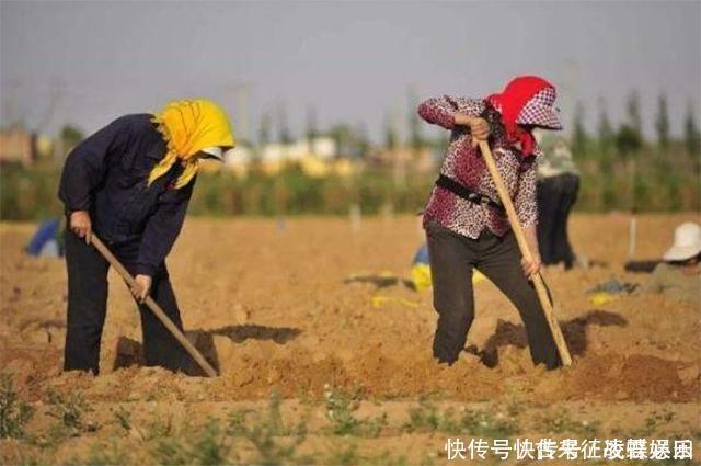 中国奇迹毛乌素沙漠：快要消失的土色，绿色长城并非奢望