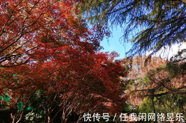 万木!七绝西园即景(新韵)