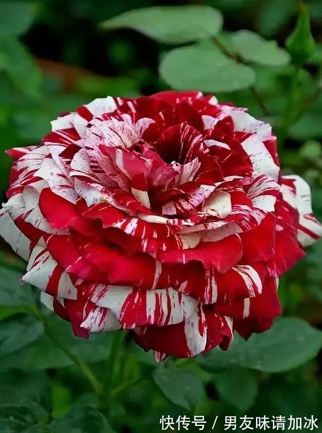 木兰树|奇花、奇花、奇花、罕见奇花,赶快打开欣赏吧