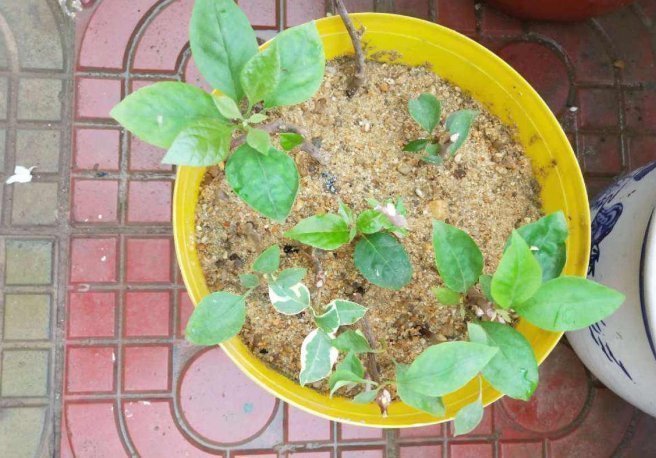 河沙才是养花万能土,家里的花,从不烂根、不黄叶