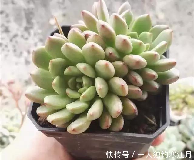 6招教你判断多肉是否缺水,掌握4季浇水法则