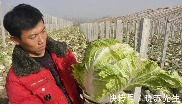 大白菜有青绿叶和黄白叶两种,哪种更好吃?哪种更不容易烂?