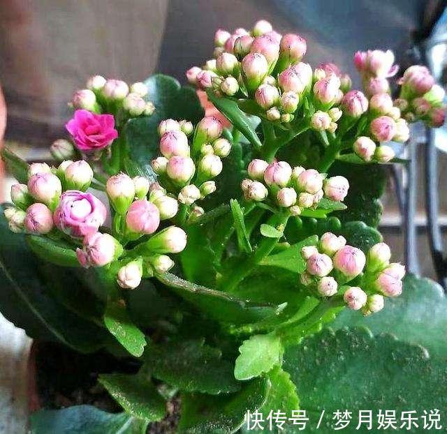 什么羊粪、淘米水都不如“1勺粉末”,浇水加一点,25天吐花苞