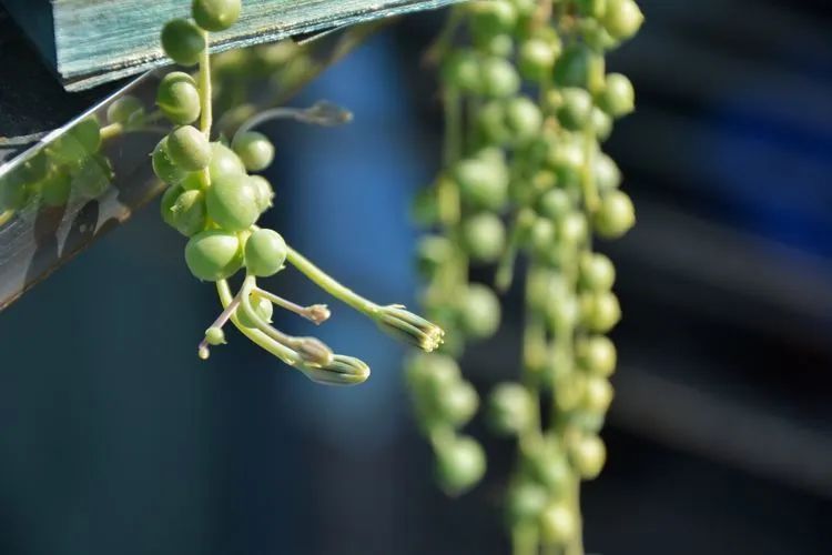 面朝大海的多肉们,在四季变迁中生生不息!