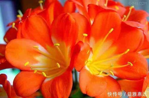 黄叶|养君子兰有3忌,避开不黄叶不烂根,猛窜大白根,呼呼冒花箭