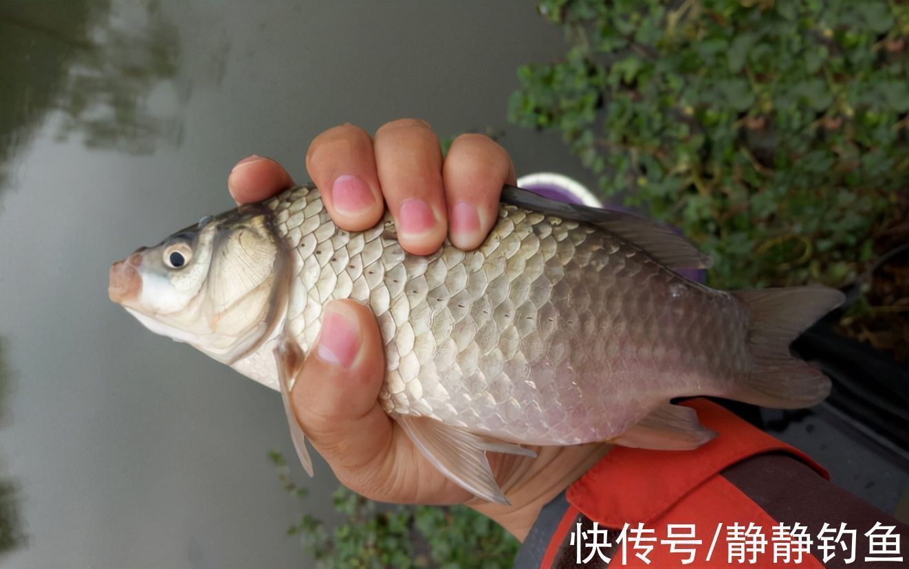 鲫鱼|浮钓鲫鱼的六种情形，多数人还不晓得，老司机倾囊相授，涨见识了