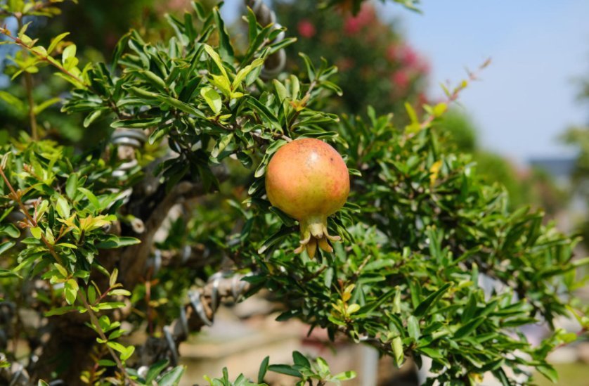 主干|盆栽石榴模样土?少了修剪这一步,咔嚓咔嚓,高大上