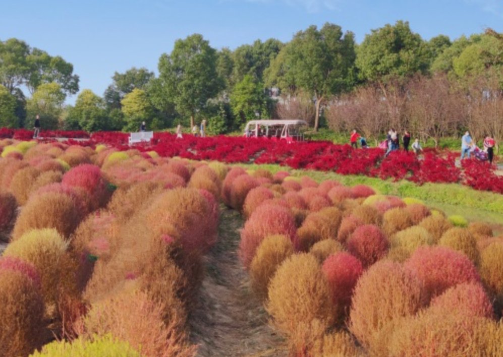 地肤|农村常见的地肤草,笤帚、饺子都能做,种在花盆里真不孬