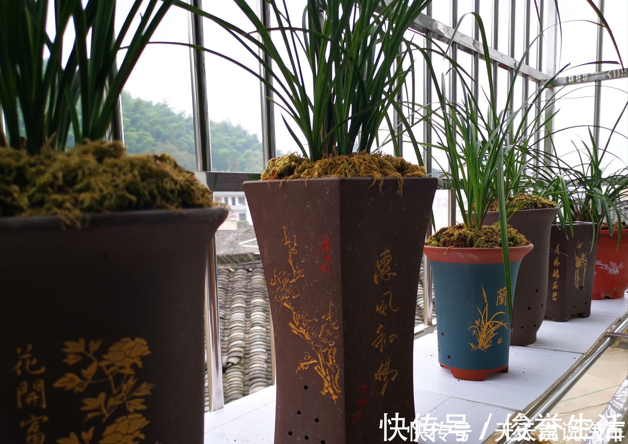 嗖嗖|养兰花“第一步”，做好了，花箭嗖嗖冒，越长越顺利