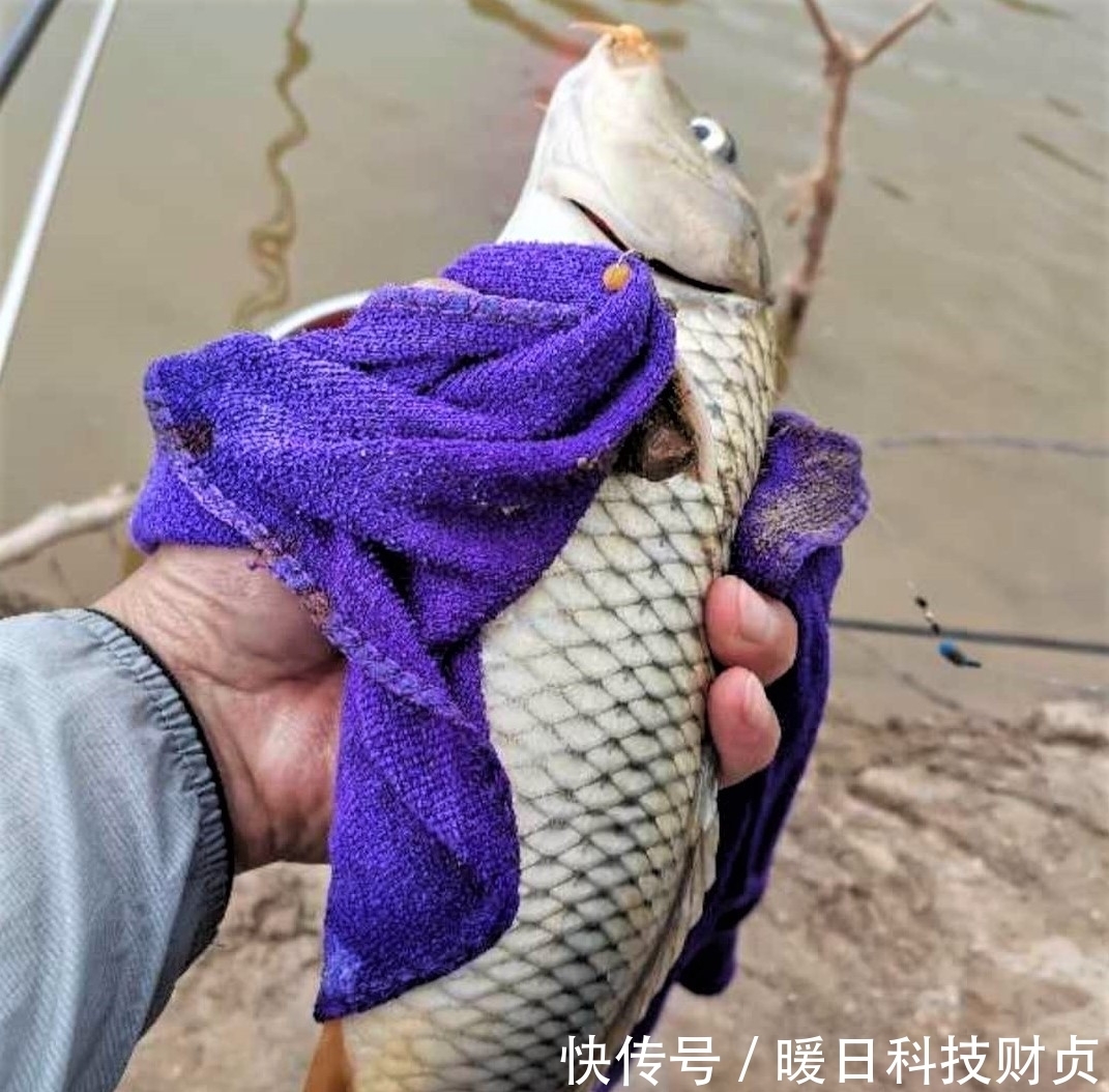 鱼类|夏天下暴雨，水变浑浊怎样钓鱼？注意几个方面细节，大鱼爆竿不停