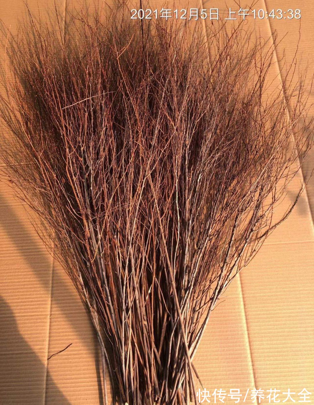 1种花叫“雪柳”,剪几根枝插水里,7天长叶,一个月开花,绝美