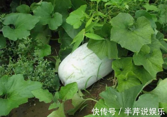 冬瓜|吃了冬瓜以后，记住别碰此种食物，为了健康着想，记得要忌口！