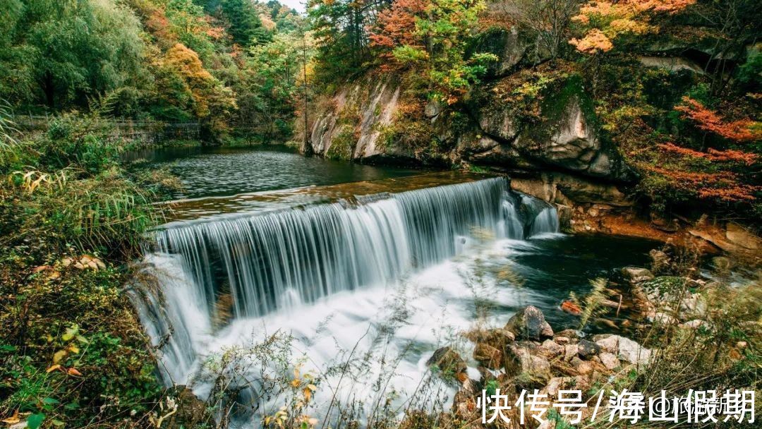 门票|河南专属于你的秋色丨银杏已黄，枫叶转红…撩人秋色等你来赏