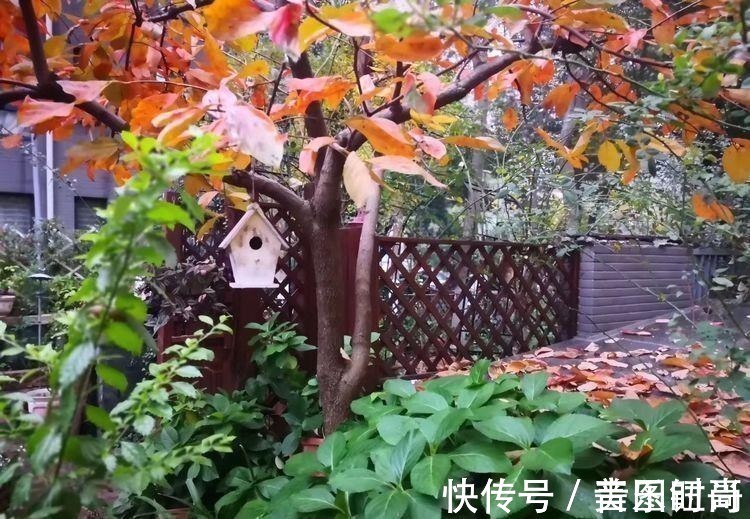 花园|荒废多年的80㎡小院,2年半时间打造成下沉式花园,太漂亮了!