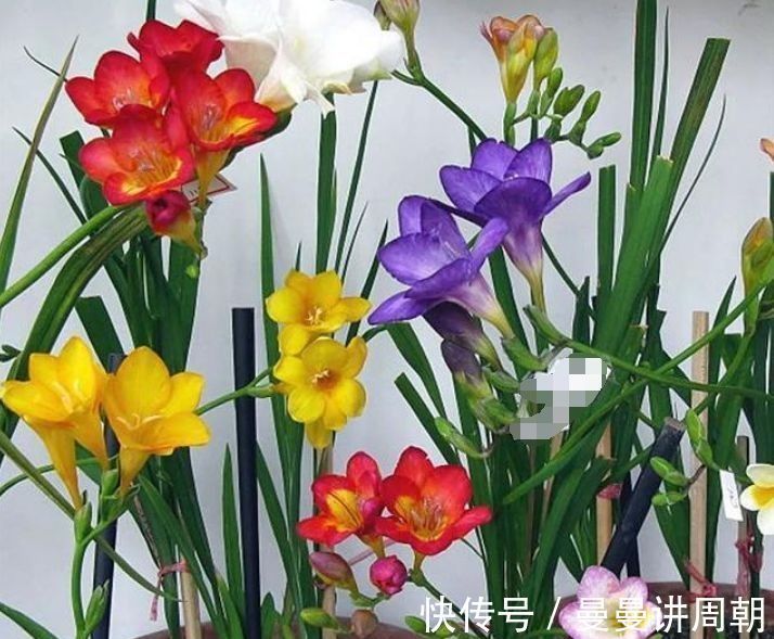 太阳花|聪明人都养4种花,看了就让人沉醉,年年开花不断,美