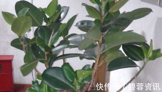 橡皮树|养花不如养树,这种盆栽树养家旺财又“镇宅”,养100盆也不多