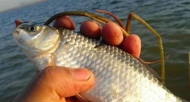 老钓手果然没吹牛,野钓鲫鱼只要用上这四招,天天去钓都不过瘾