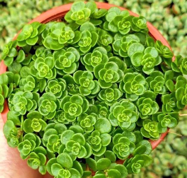 以下这种花就是要少浇水,一根枝条沾土就能活,绝对是懒人的最爱