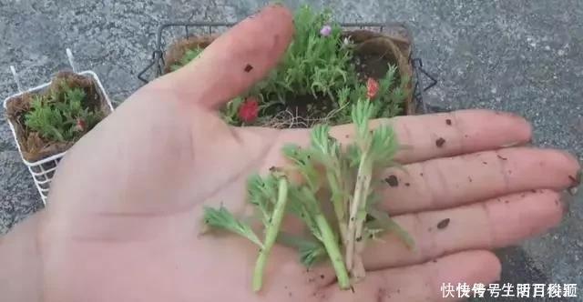  养花|2种“便宜花”，用1招养成“老桩”，美死了，给“1万”都不卖