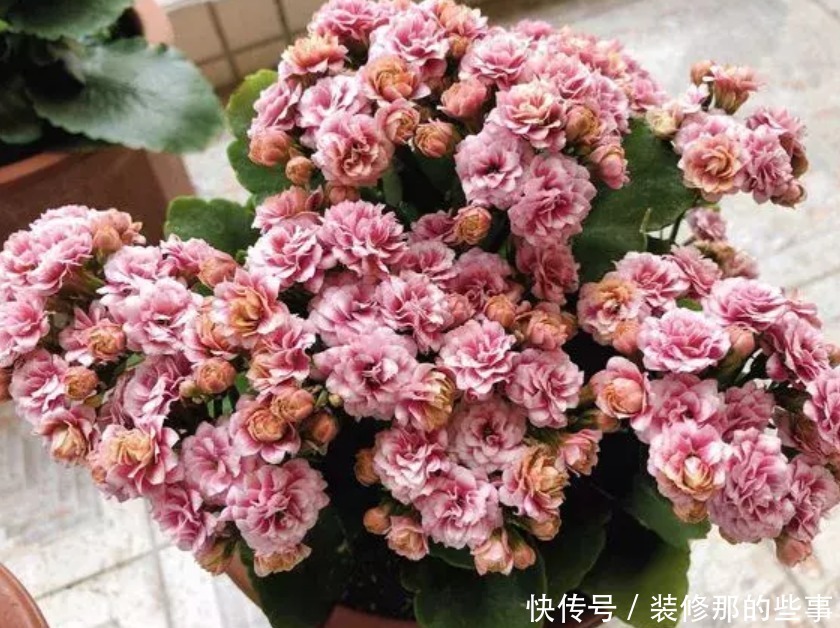 4种花自带财运，好养易活不招虫，一点散光就能蹭蹭长