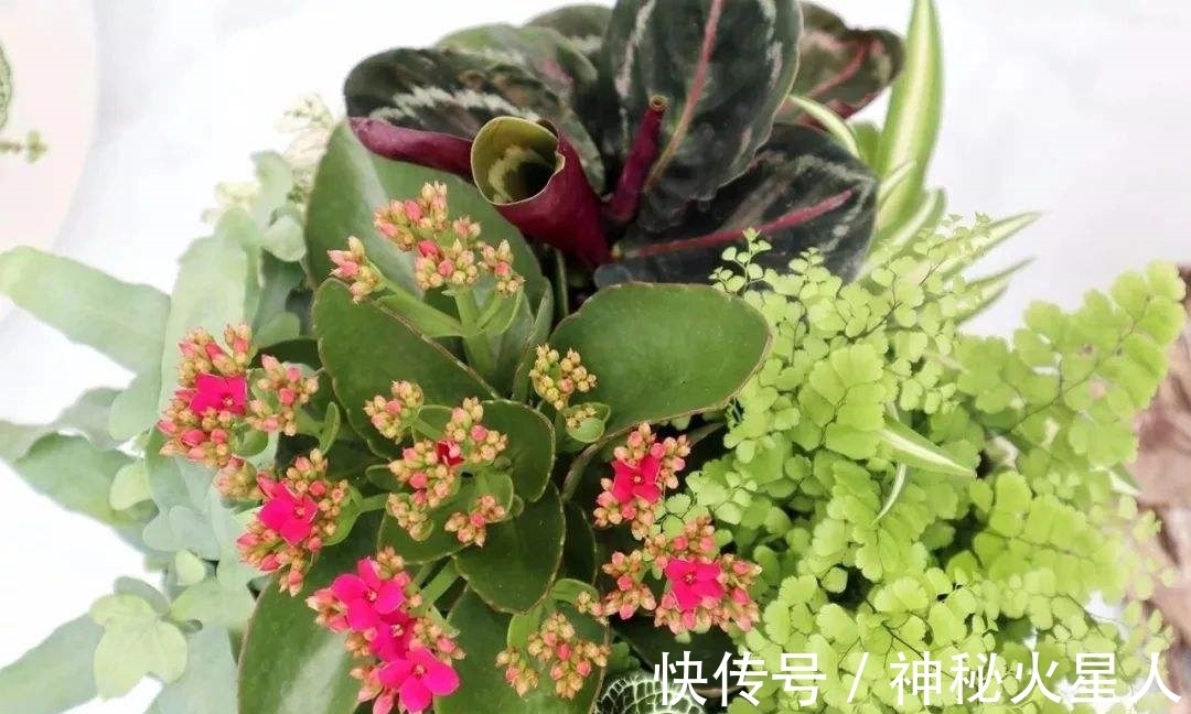 家里养这12种花，每个月开一种花，一整年都有花看