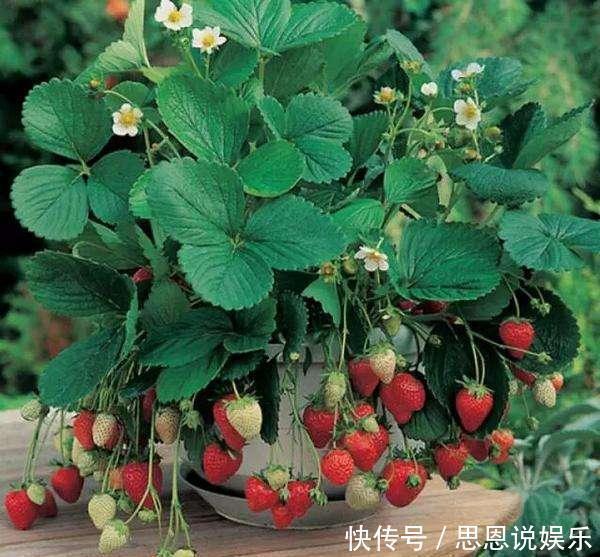 盆栽|原来这么多果树可以种在阳台上,以后再也不用买水果吃了