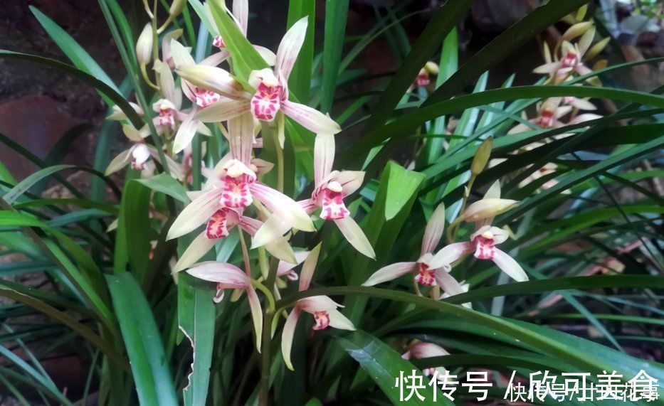 蕙兰|这花公认难养，冬天室内要注意，放外面冻20天，开花多又香