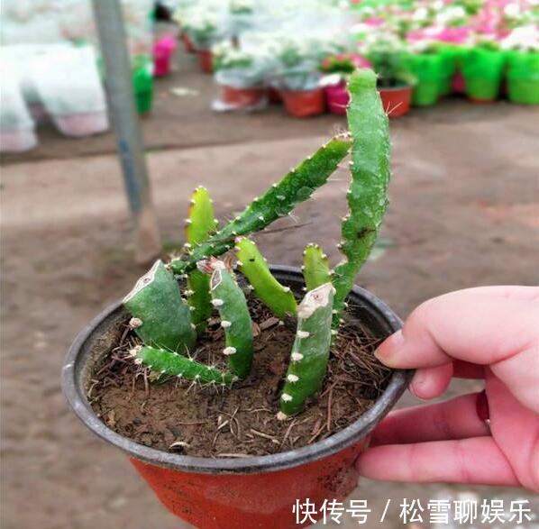 仙人掌怎样扦插教你3种扦插小妙招，30天就能生根，一盆变多盆