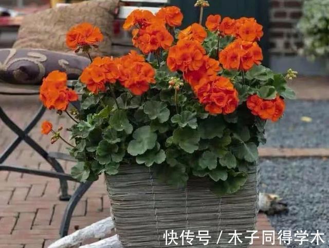 养花|香蕉皮养花,该怎么挖掘其肥力?有3种方法,第3种最得人心