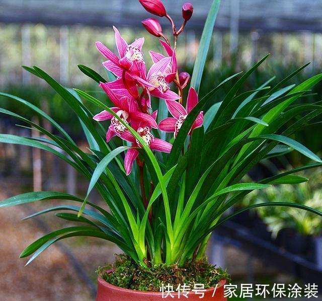 根系|新手养兰花,注意“三细节”,花姿优雅,一年能花开四五次