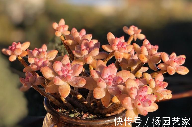 多肉冬美人跟秋丽比高低?冬美人皮实更胜一筹,秋丽颜值略胜一分