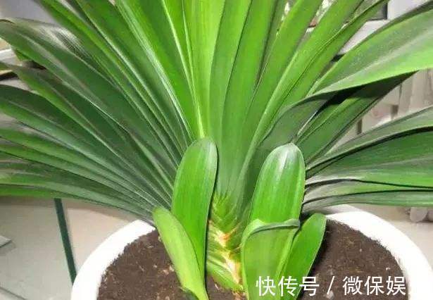 君子兰不砍头也能爆仔,浇点营养水,叶子油绿有精神!