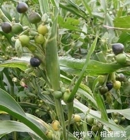 农村田野里随处可见的珠子,经常被拿来做手串,在城里却价值千金