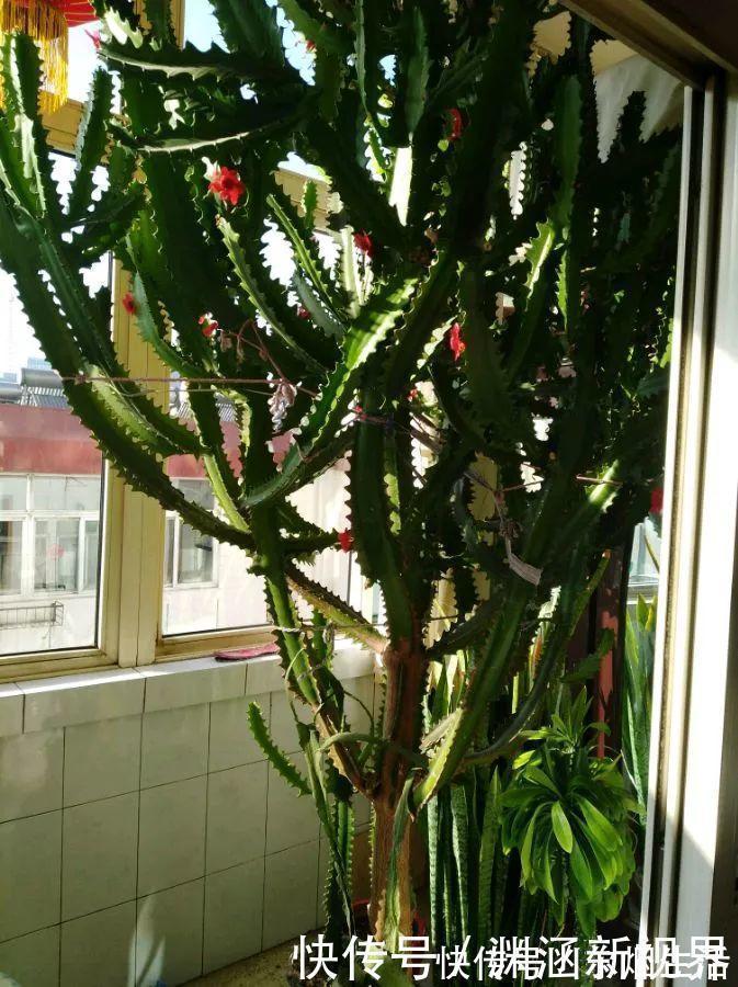 会养花的人都选它，耐旱又好活，2年养成小树桩！