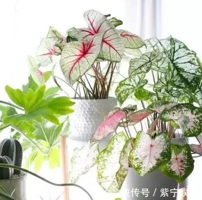 养花就养4种花,好养易爆盆,关键净化空气最厉害!