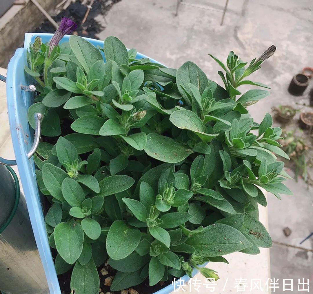 施肥|8种花赶紧剃头，剃得越狠，开花越多