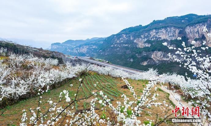 老年|四川叙永万亩乌蒙花海蔚为壮观