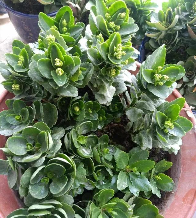 学会长寿花的一个养护秘诀,花苞花朵一起长,开花到年后