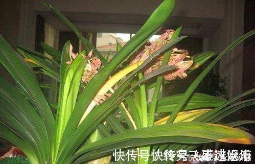 养护|养君子兰不会浇水主要看叶子，水多水少有信号，养护也方便