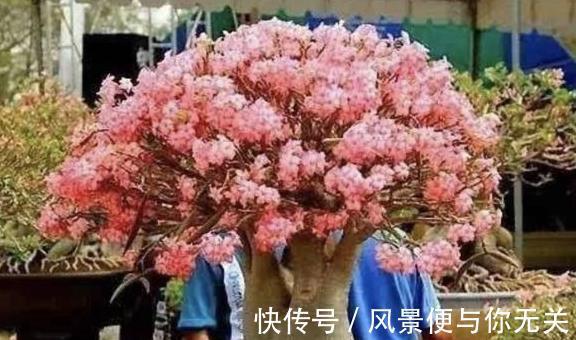 沙漠玫瑰|把这三种花摆客厅,一个月浇水一次,反而变旺盛!