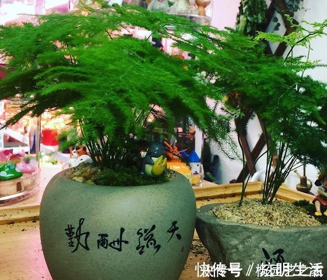 文竹|养文竹浇水要小心,注意3个方法,不黄叶、不烂根,蹭蹭长